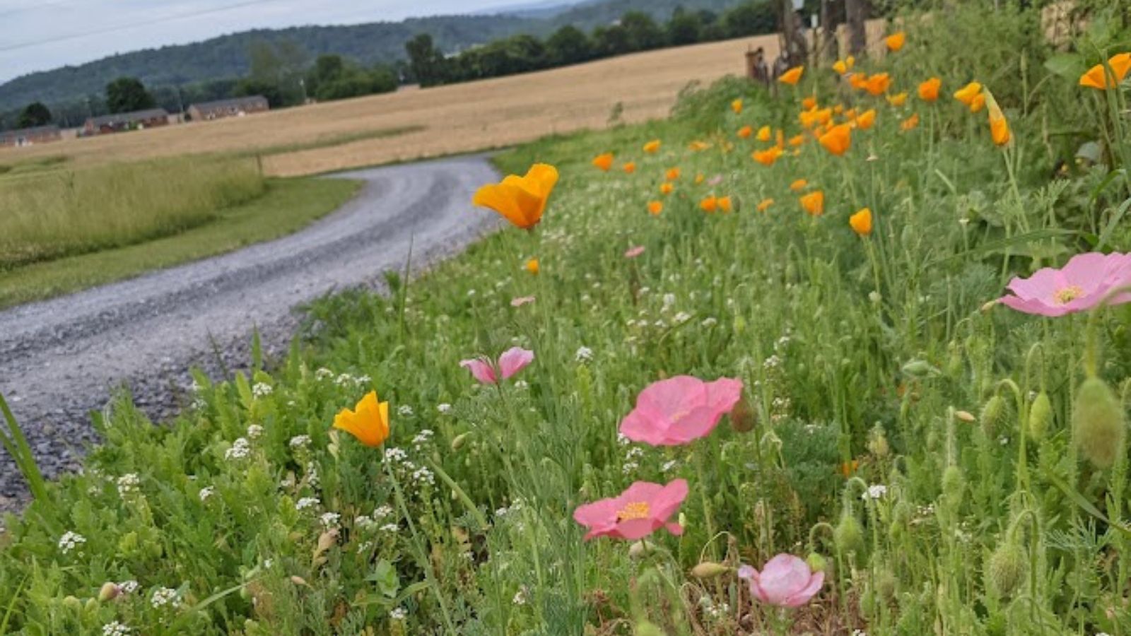Wildflowers along gravel driveway.