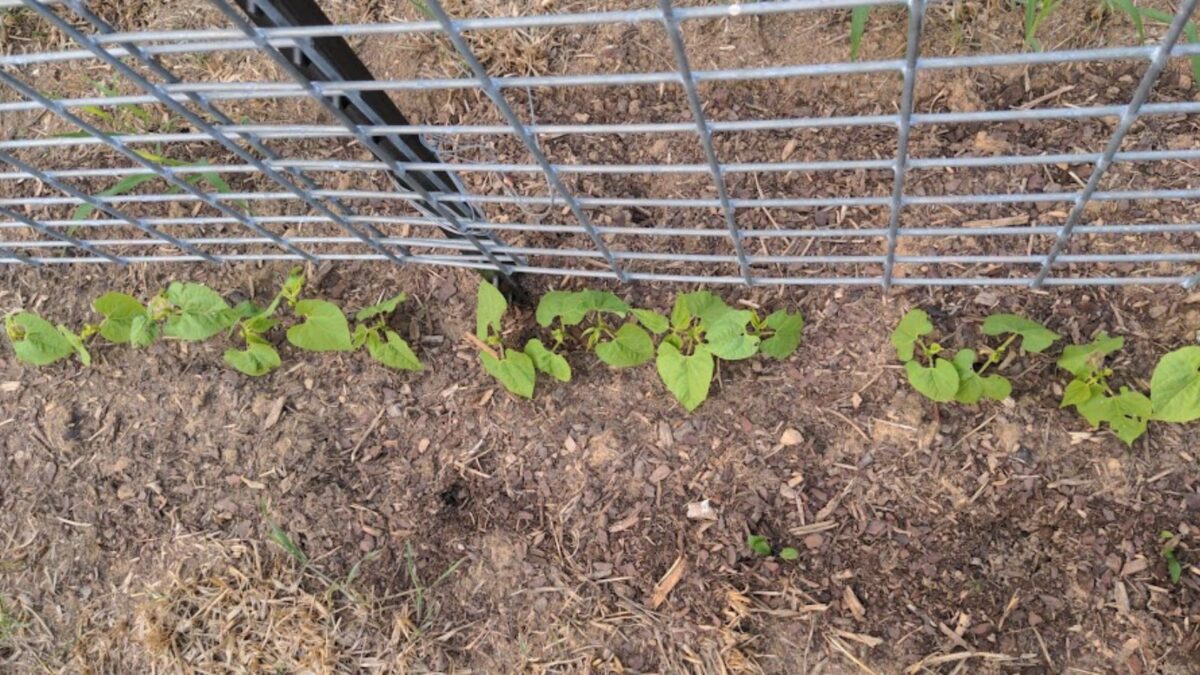 peas growing by a wire fence.