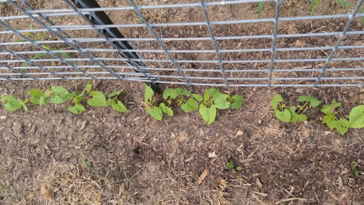 climbing beans planted by a wire fence to climb on. 