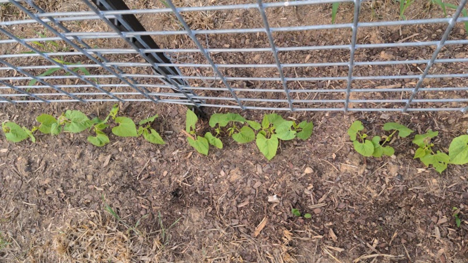 peas growing by a wire fence.