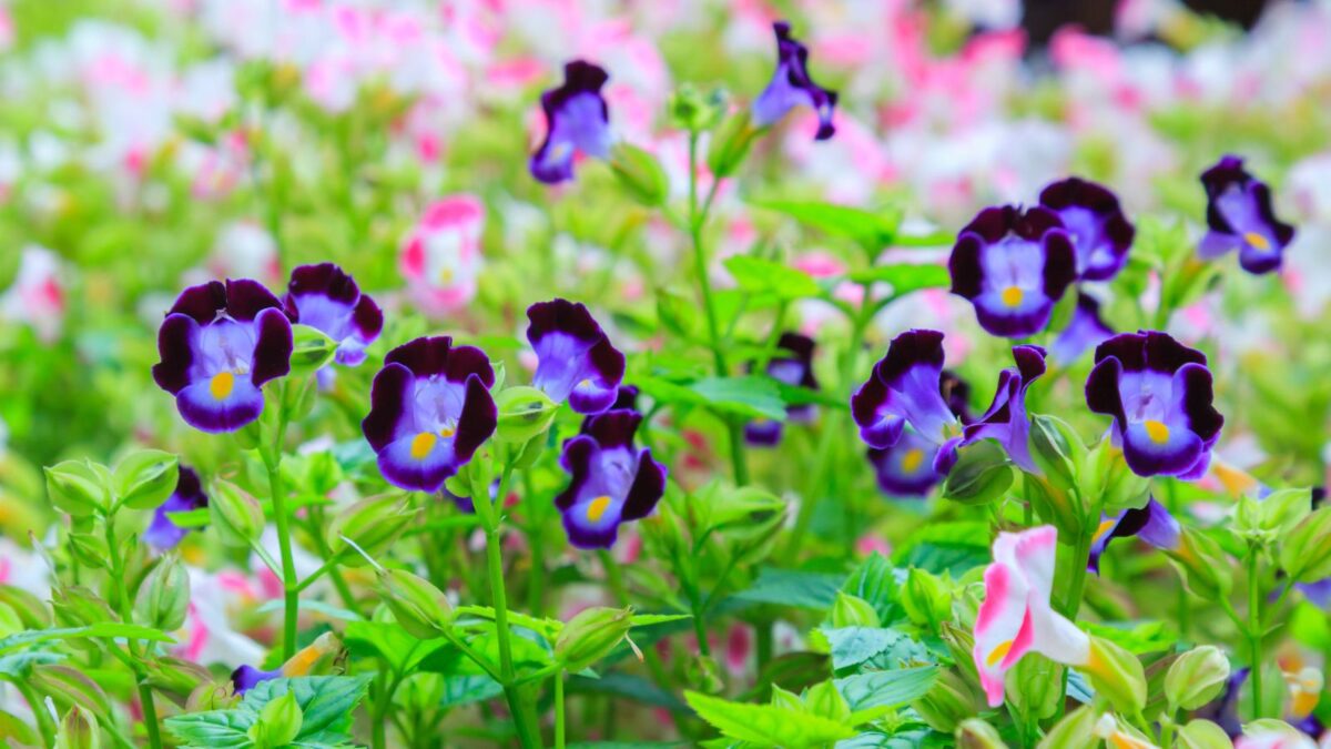 pink and purple wishbone flowers.