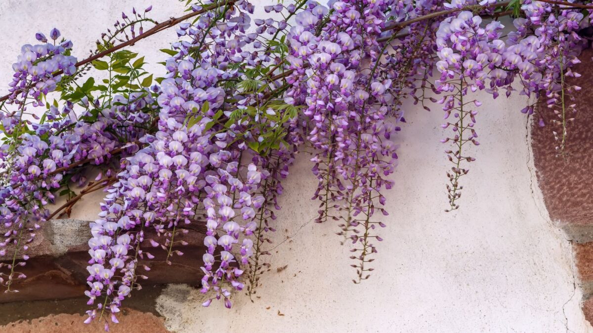 wisteria vine draping over a building. 