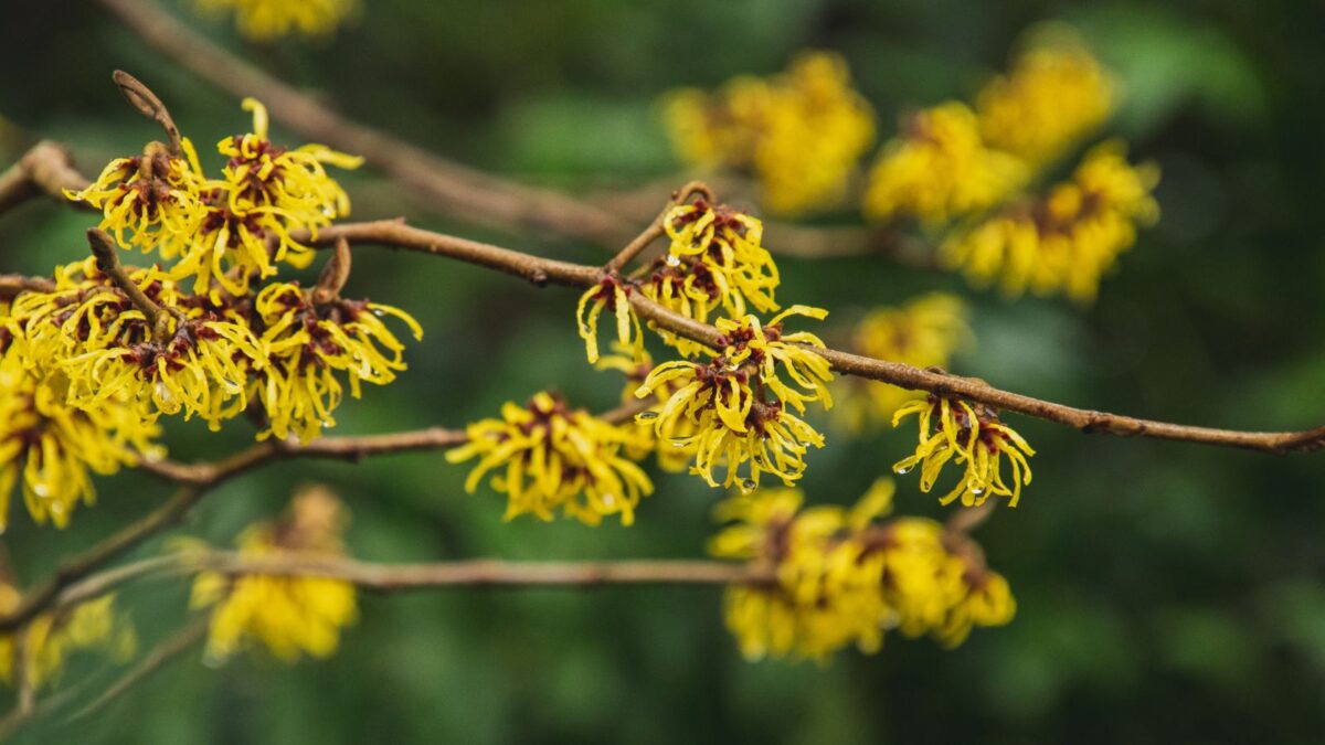 frilly yellow witch hazel flowers.