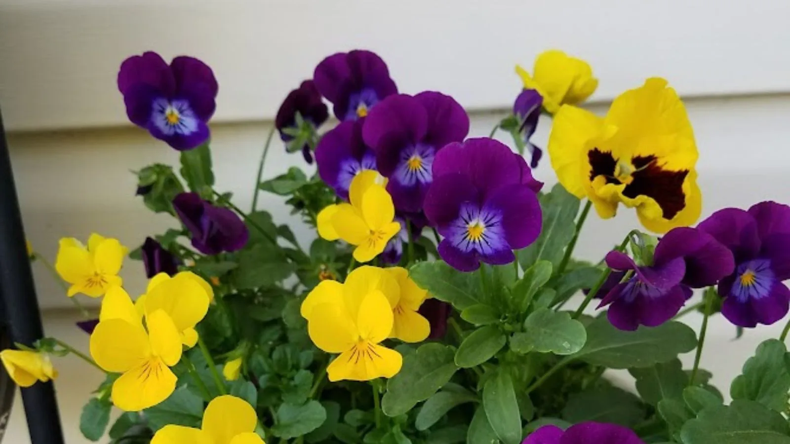 yellow and purple pansies. 