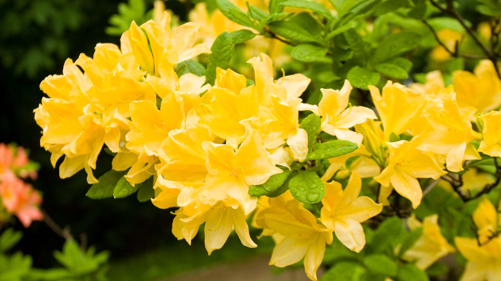 yellow azalea flowers.