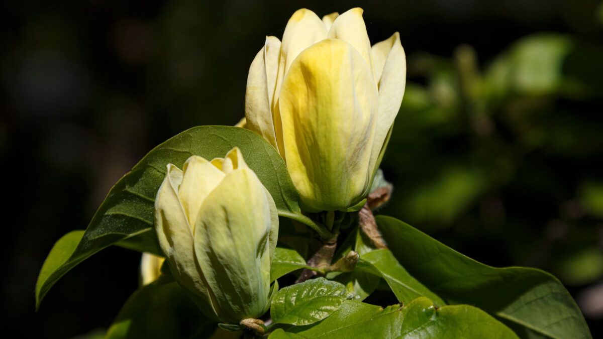 yellow magnolia flowers.