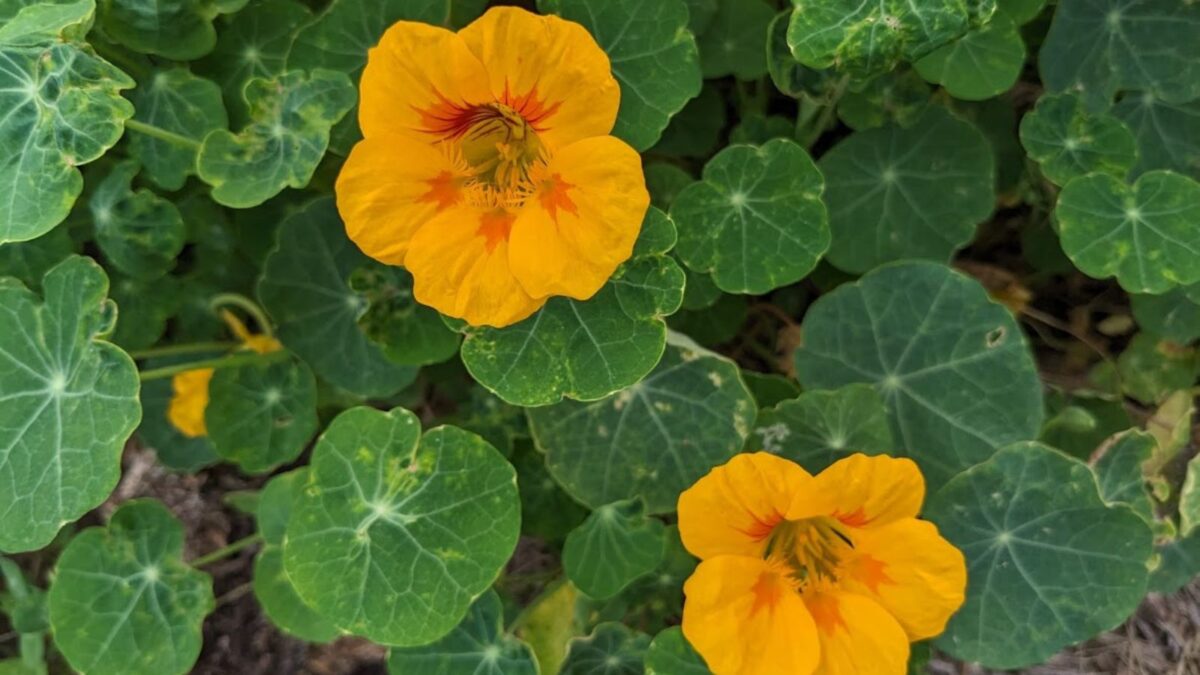 nasturtium flowers.