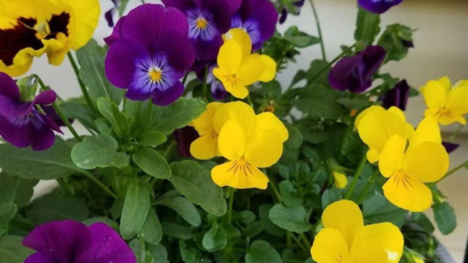 yellow pansies mixed with some deep purple ones.