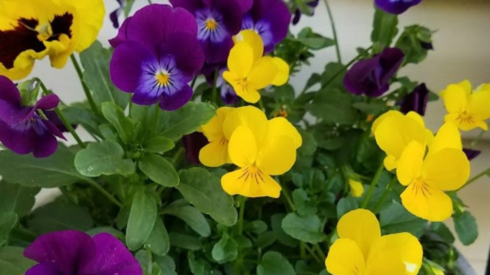 yellow pansies mixed with some deep purple ones. 