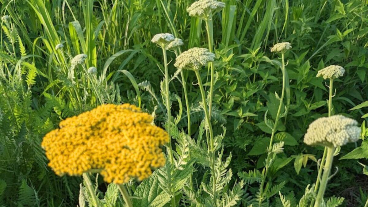 yellow wooly yarrow flowers.