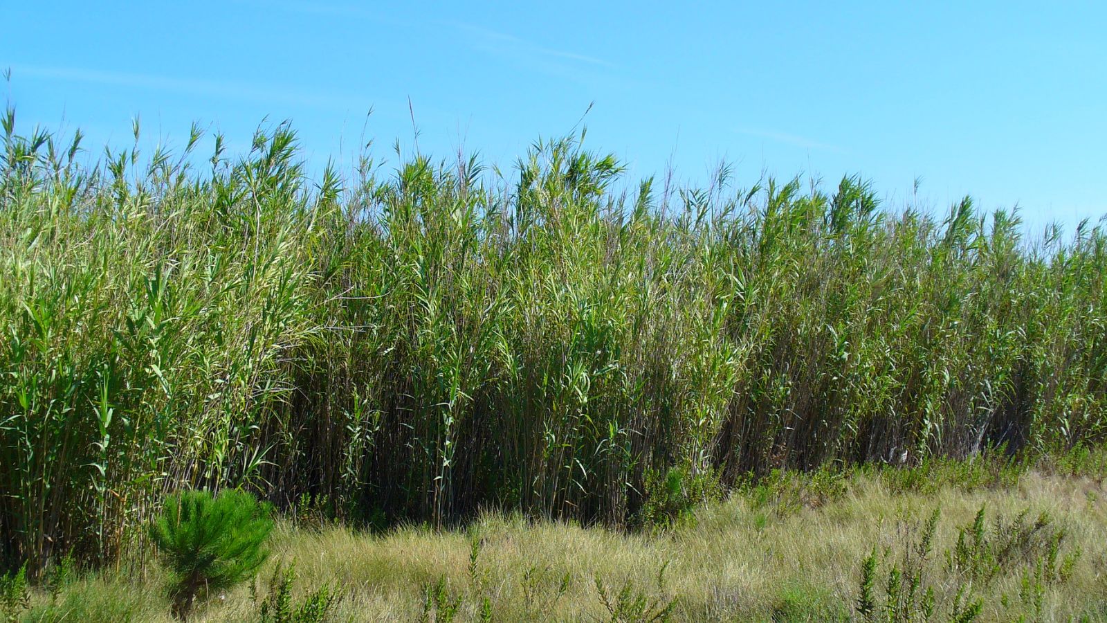 Giant cane -Arundo donax.
