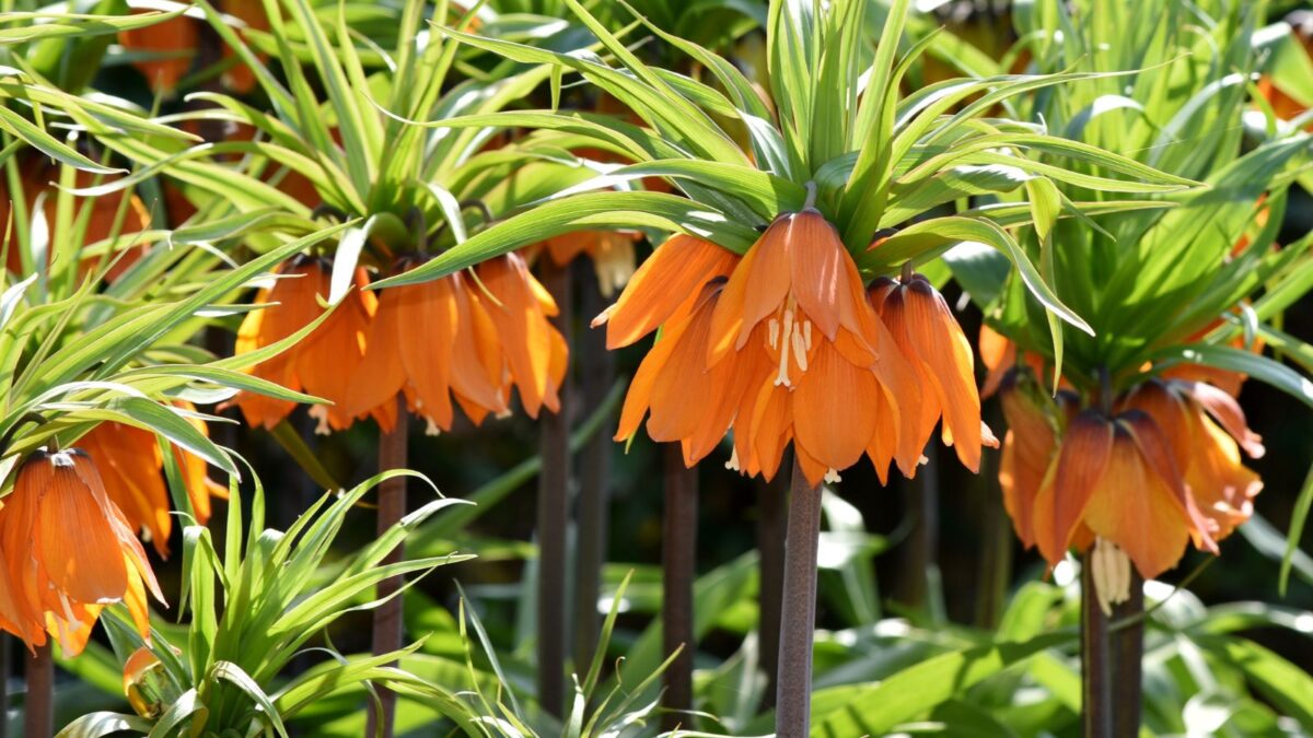 crown imperialis flowers.
