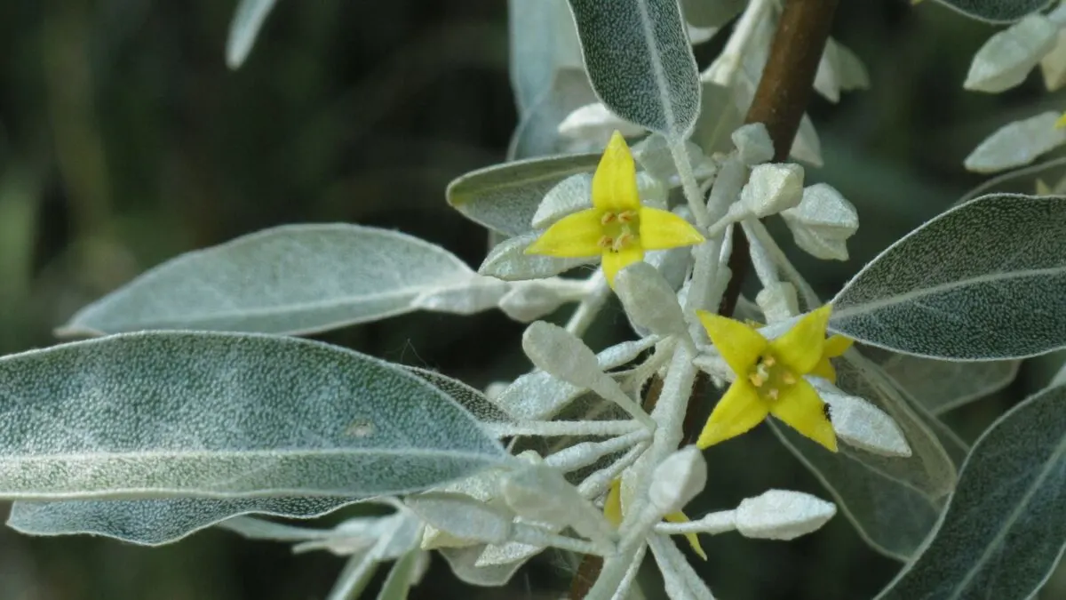 Russian olive - Elaeagnus angustifolia