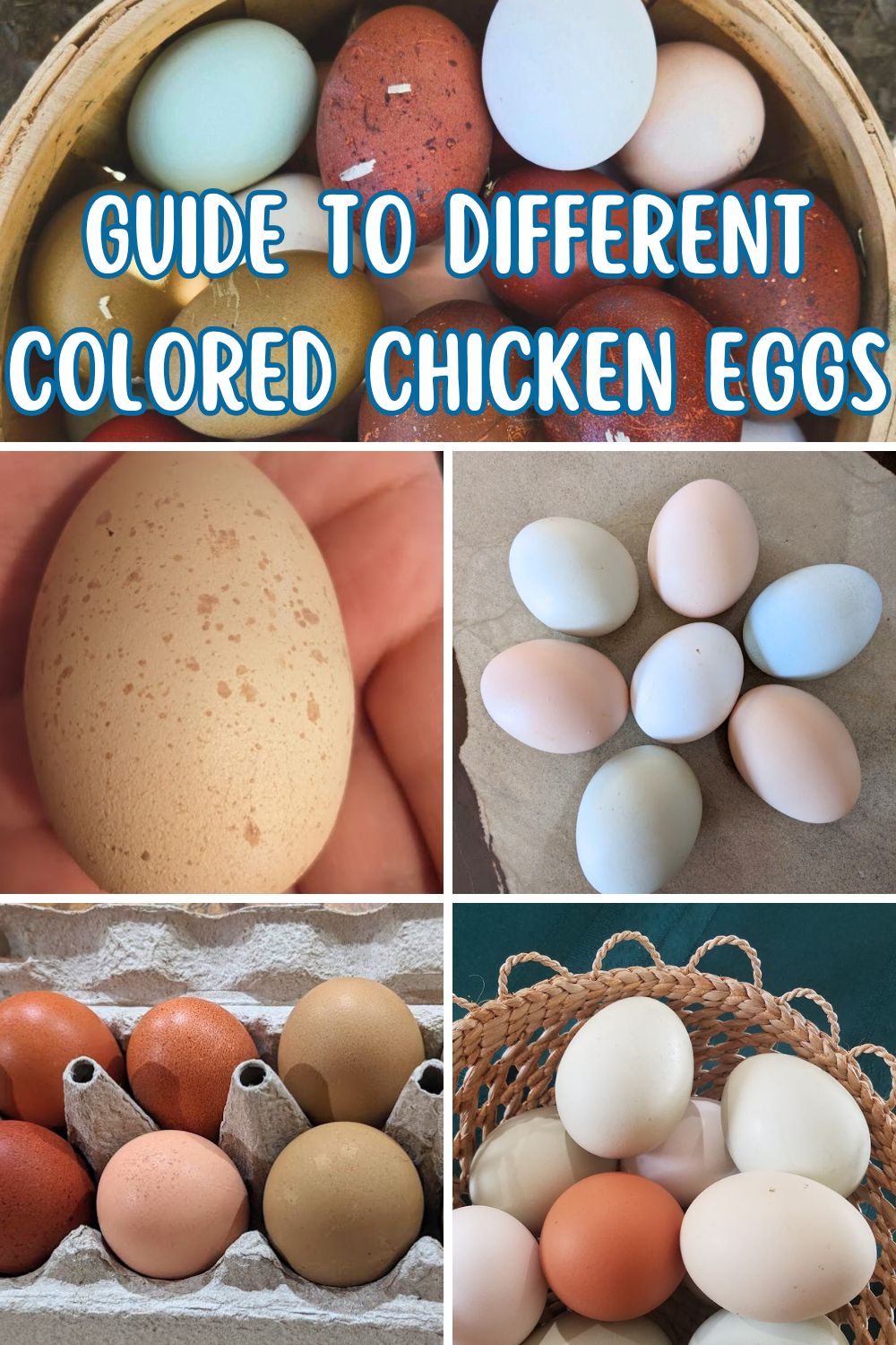 Guide to Different Colored Chicken Eggs.