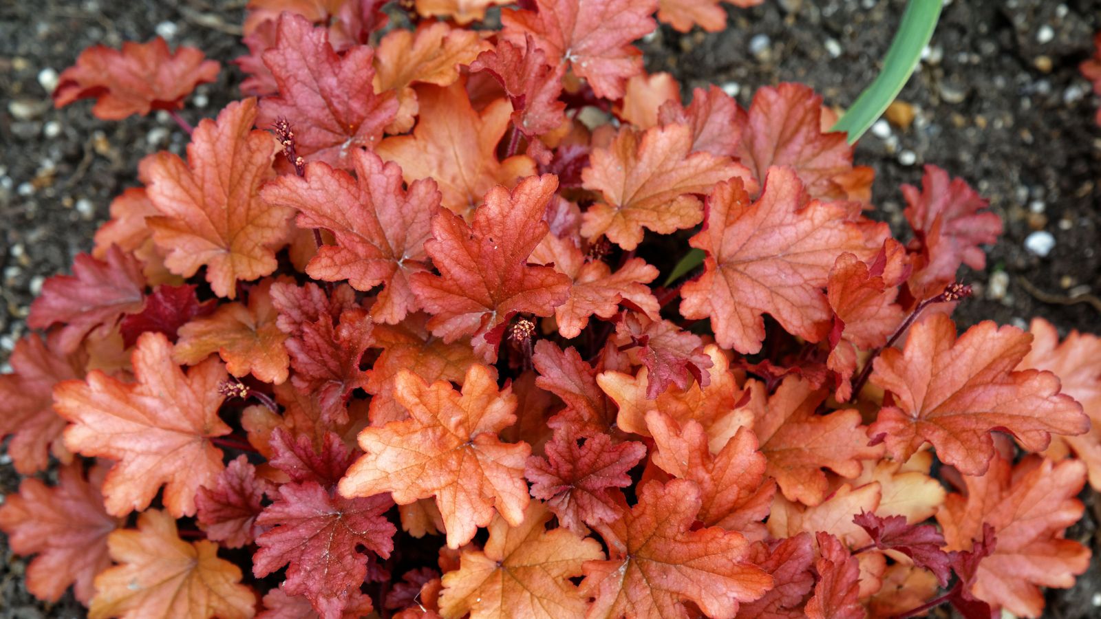 Heuchera 'Peach Flambé' with orange foliage. 