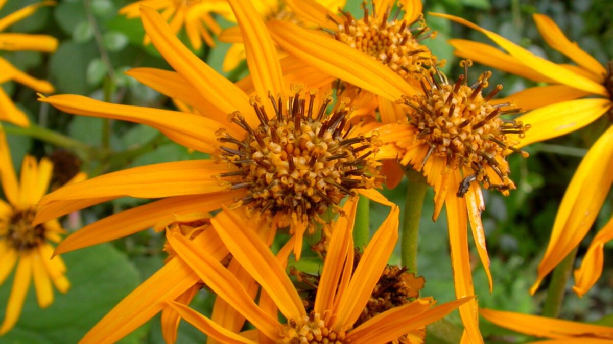 Ligularia dentata