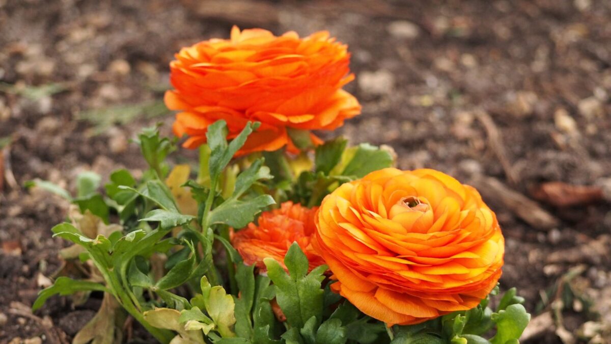 Ranunculus asiaticus - Persian buttercup. 