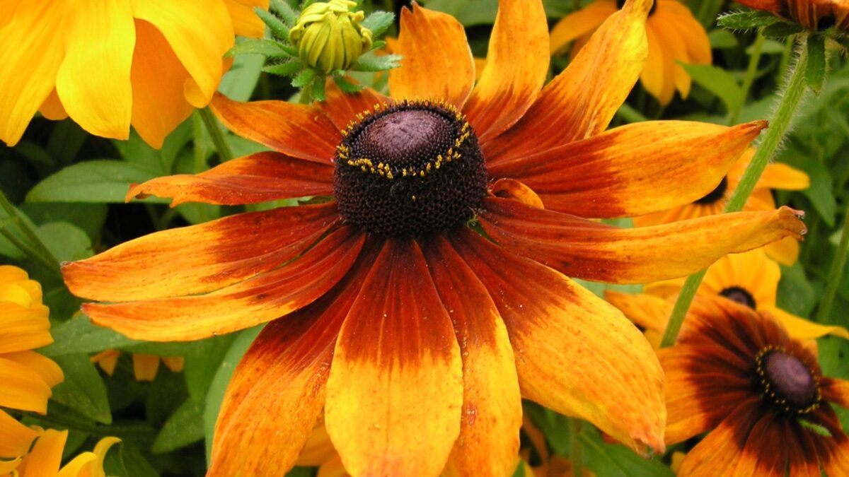 orange Rudbeckia hirta flower.