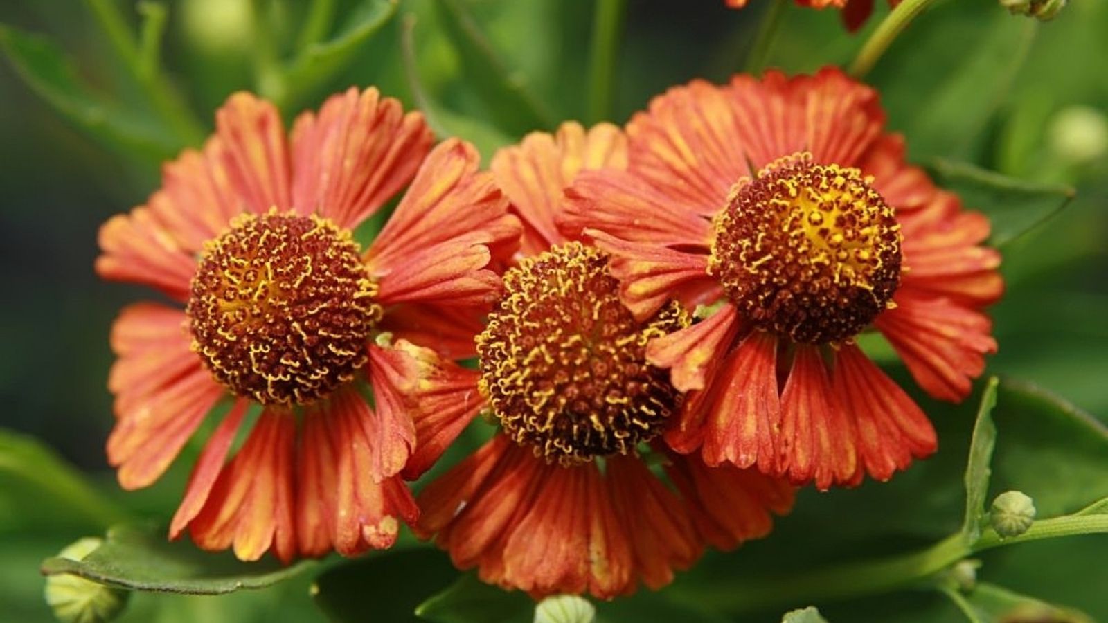 orange sneezeweed flowers.