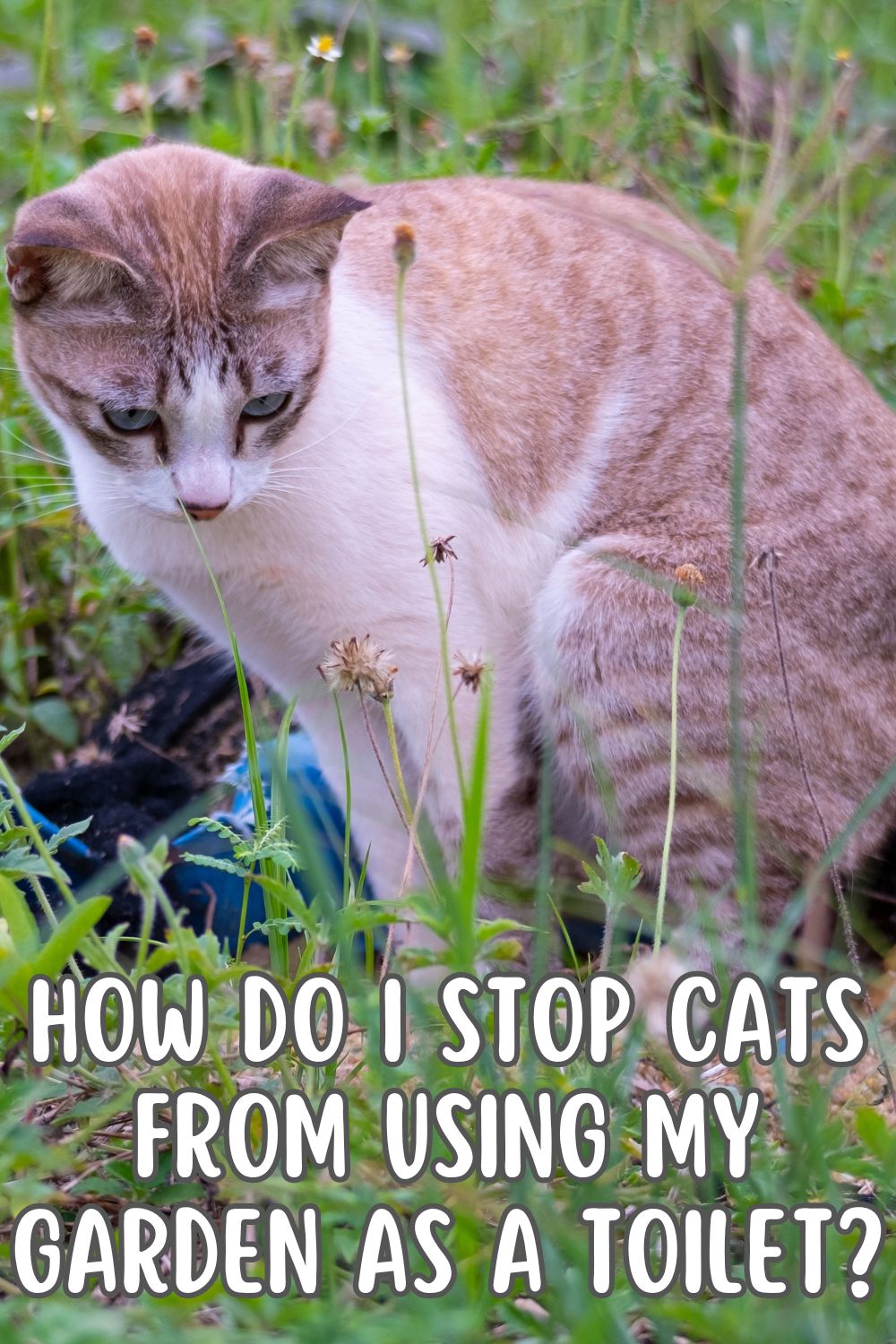 how do I stop cats from using my my garden as a toilet? 