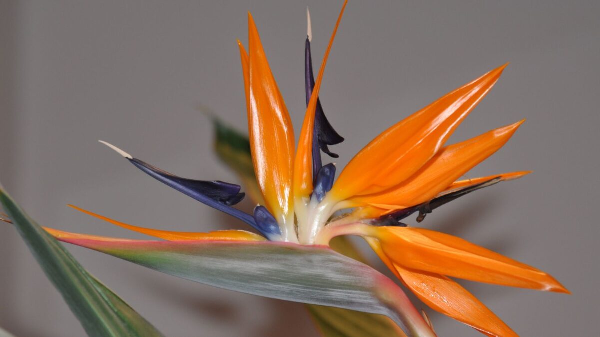 Strelitzia - bird of paradise.