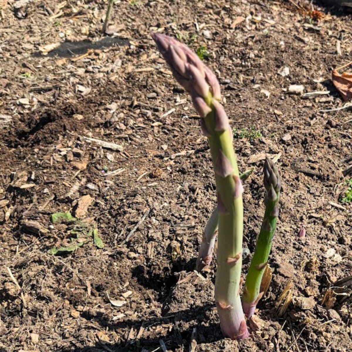 new asparagus growing in the garden in the spring.