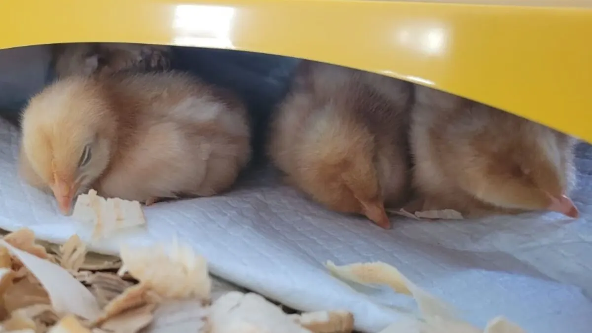 baby chicks napping under the warm brooder.