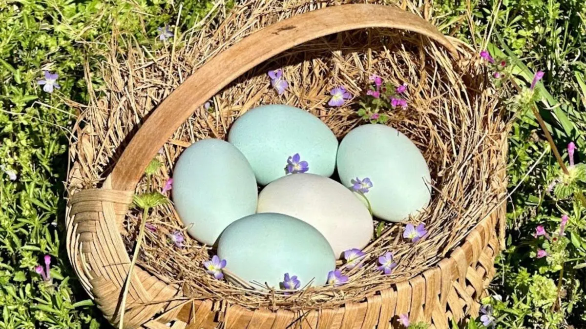 a basket with a few blue eggs.