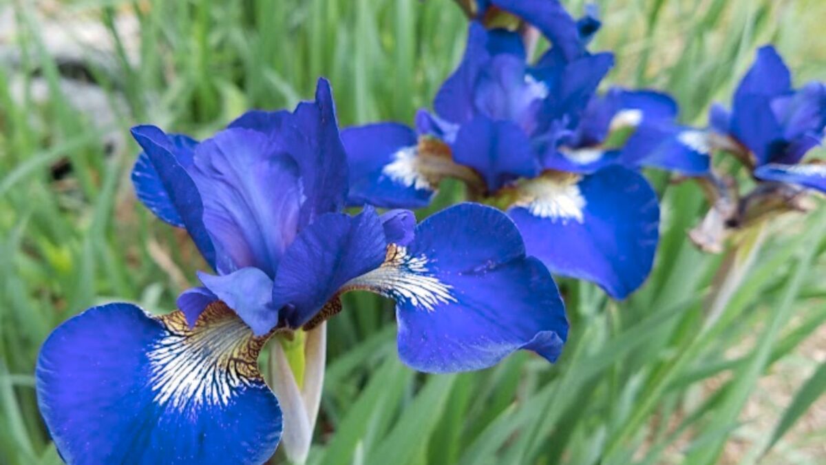 blue iris flowers.