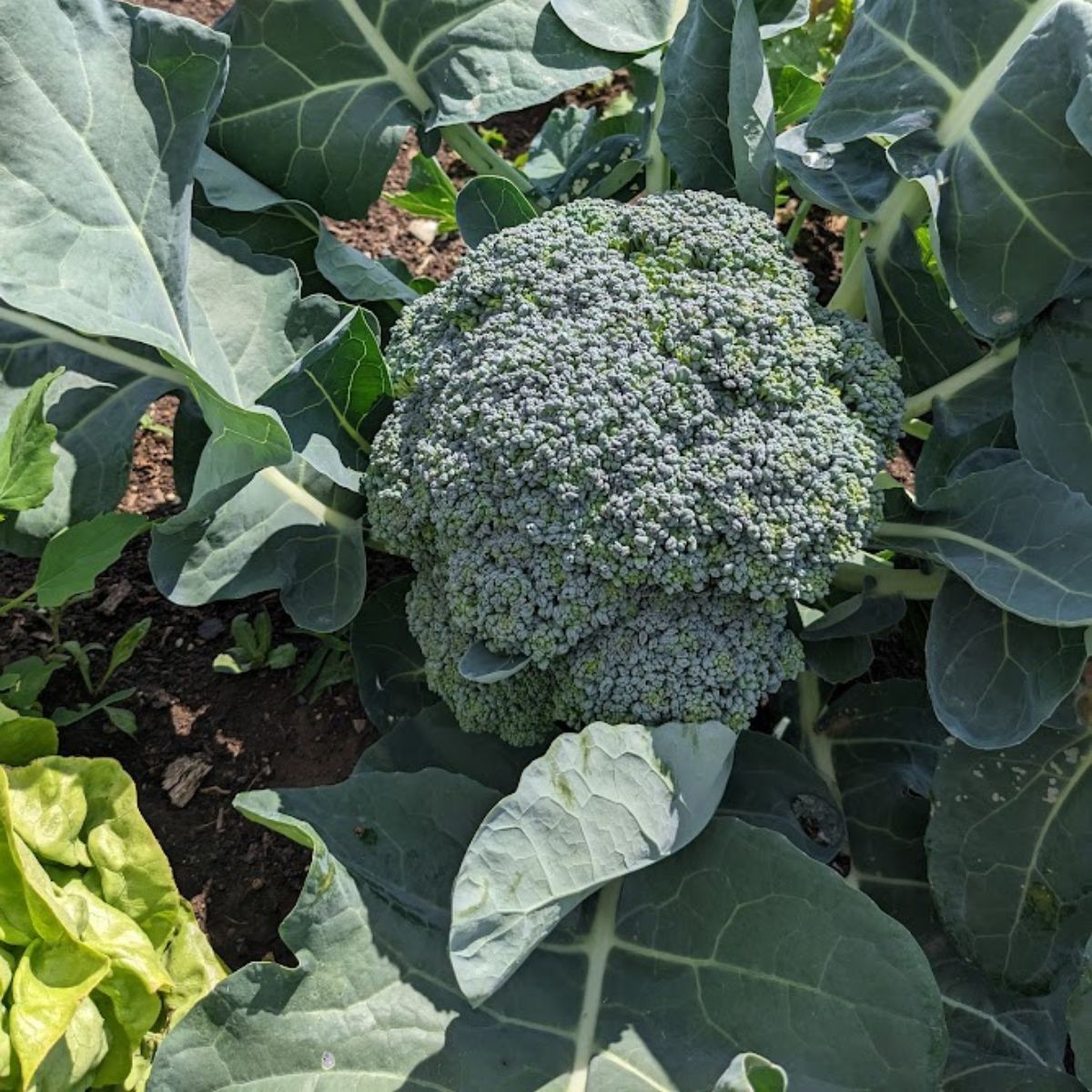 broccoli ready to harvest.