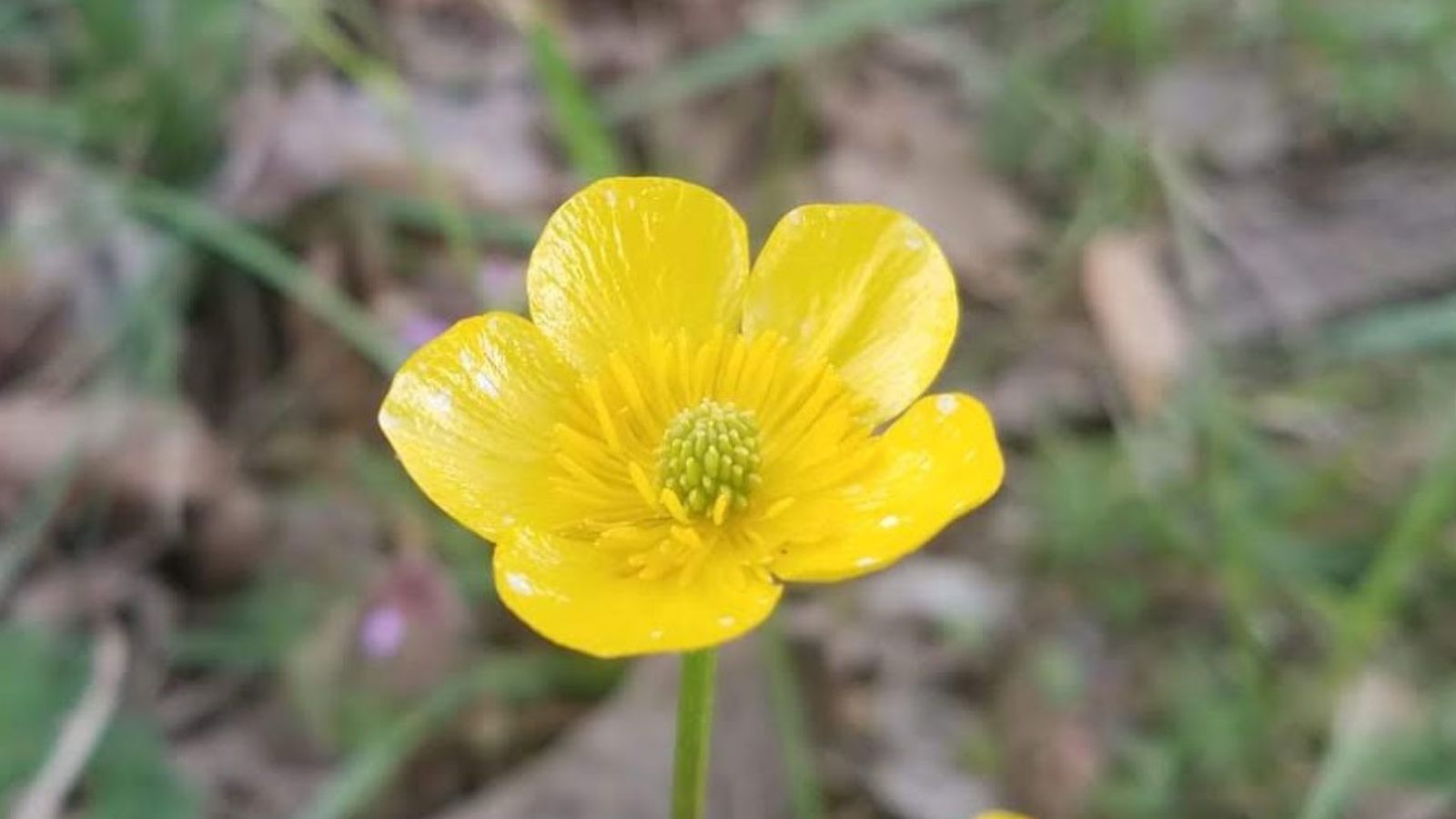 buttercup flower.