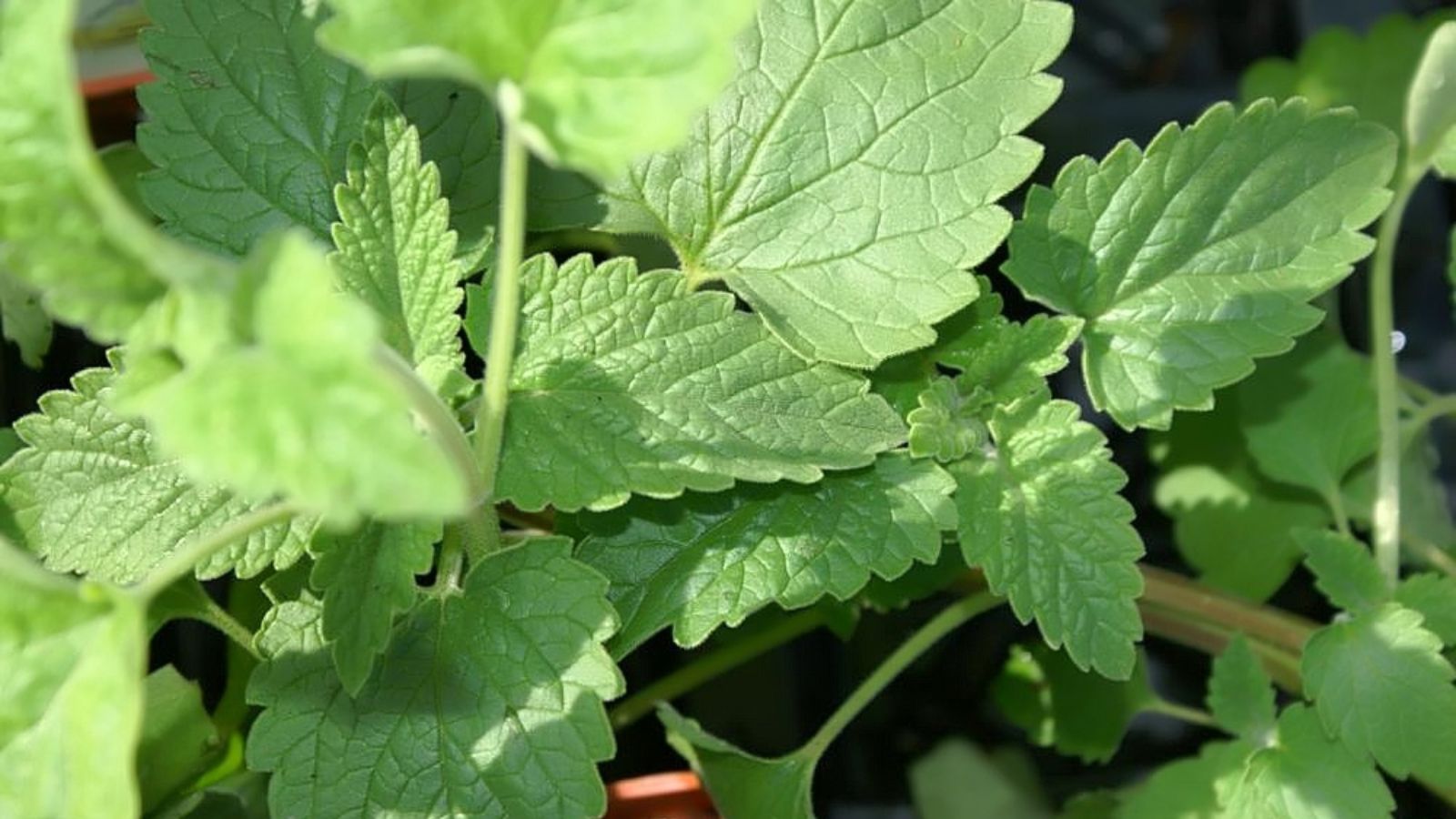 catnip plant.