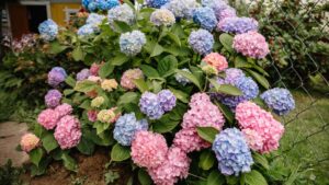 colorful hydrangea bush.
