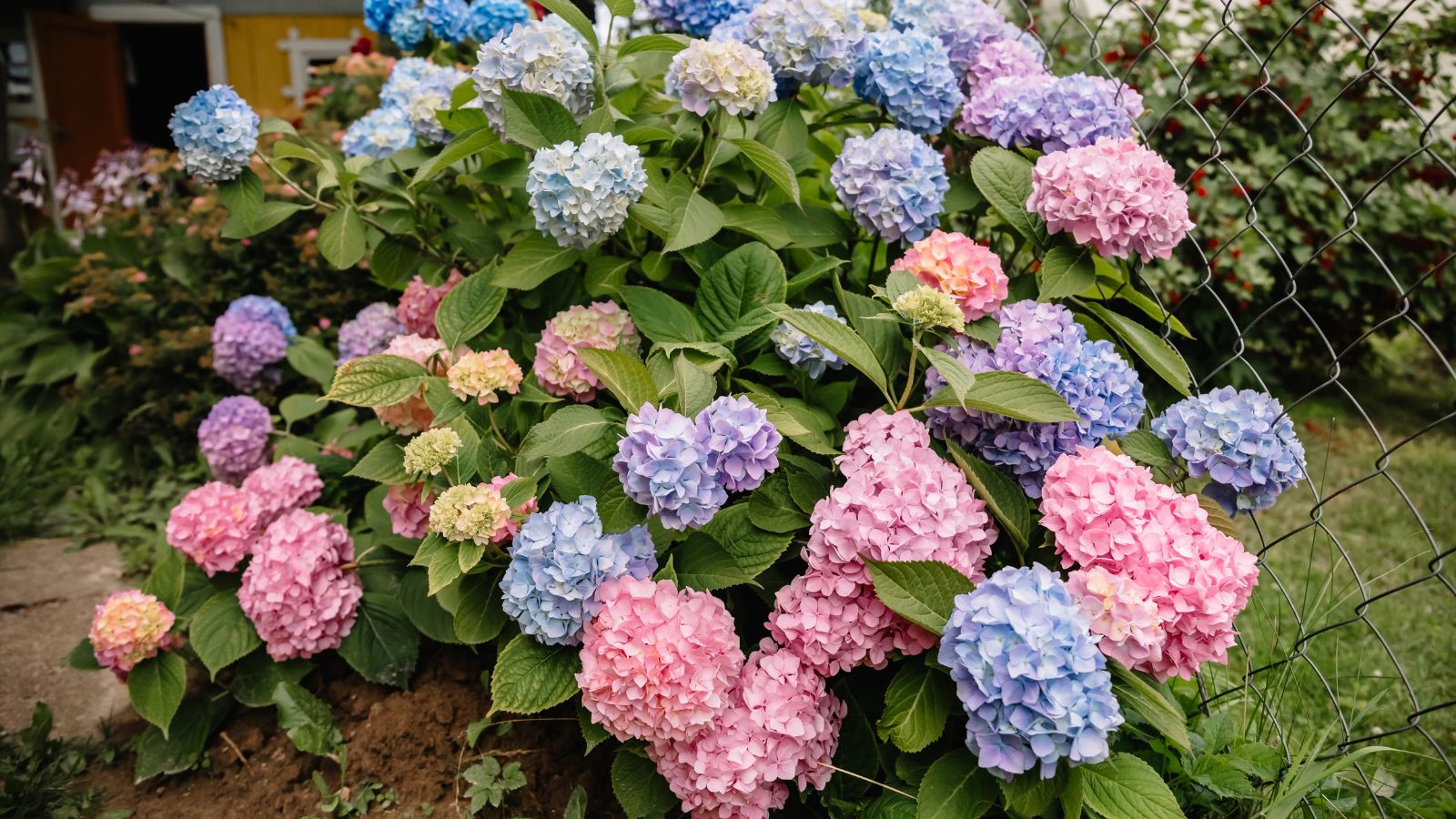 colorful hydrangea bush.