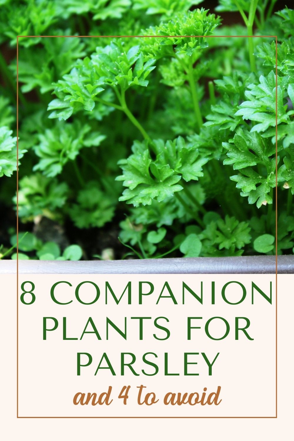 8 companion plants for parsley and 4 to avoid.