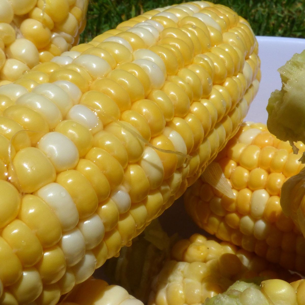 fresh corn. 