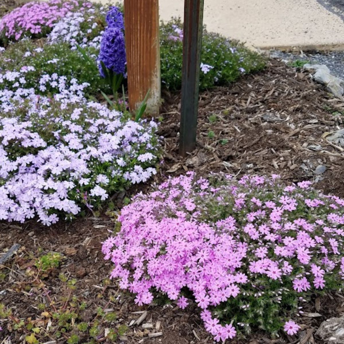 pink creeping phlox in bloom.