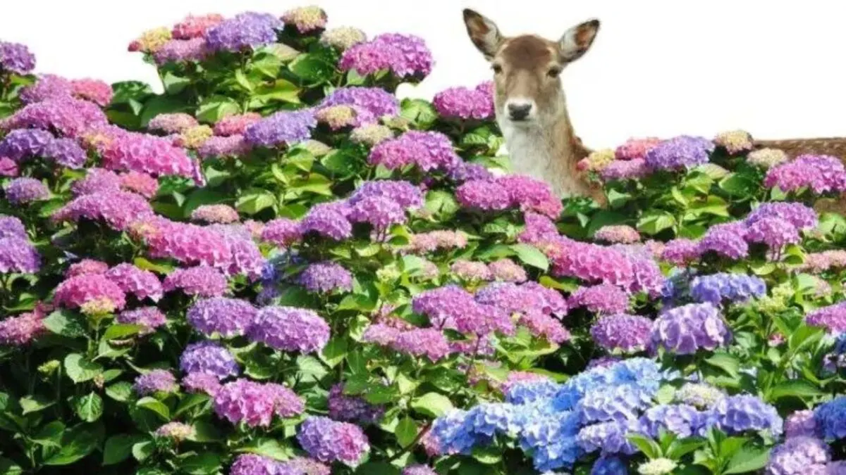 A deer peeking from behind a large hydrangea bush. 