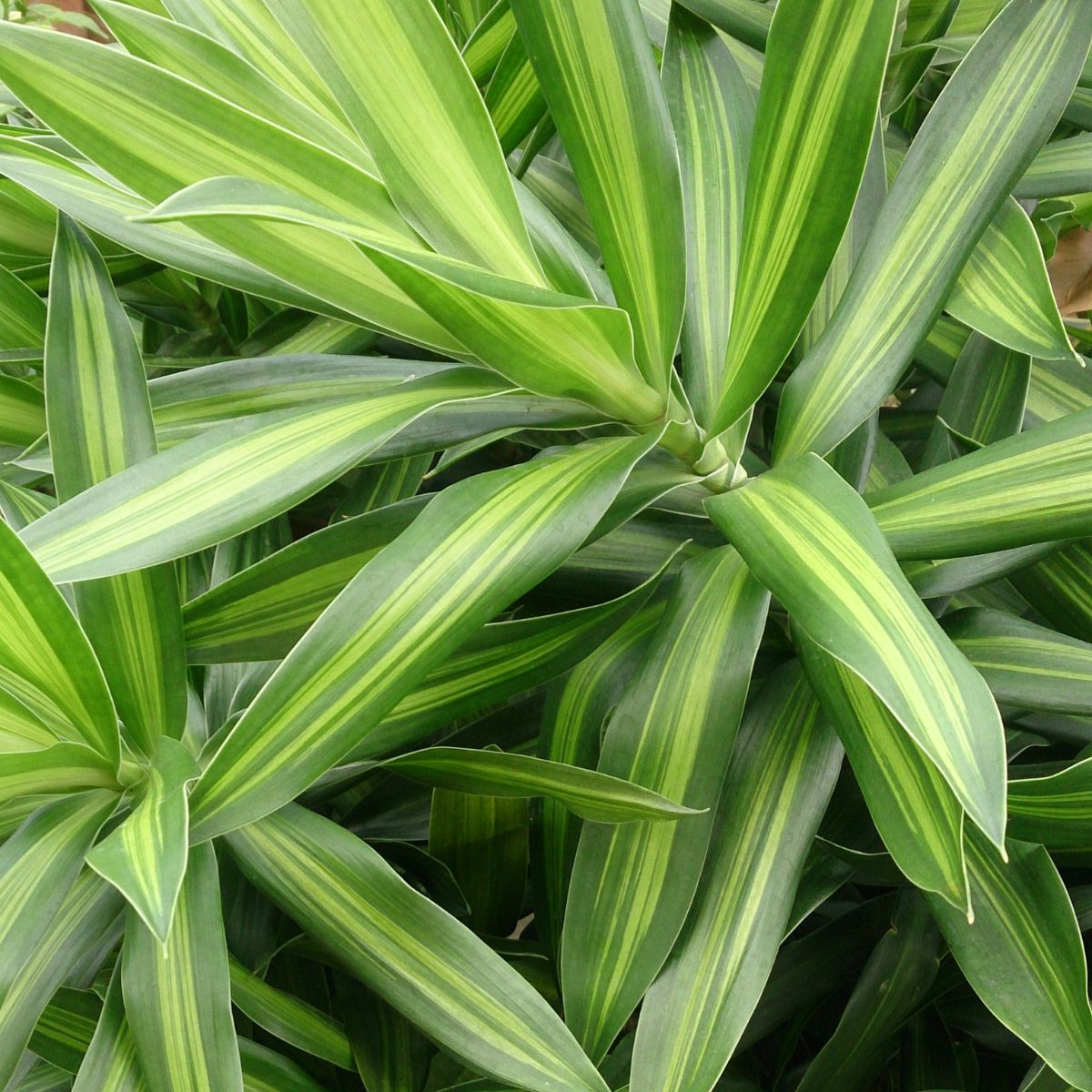 Madagascar dragon tree - dracaena marginata.