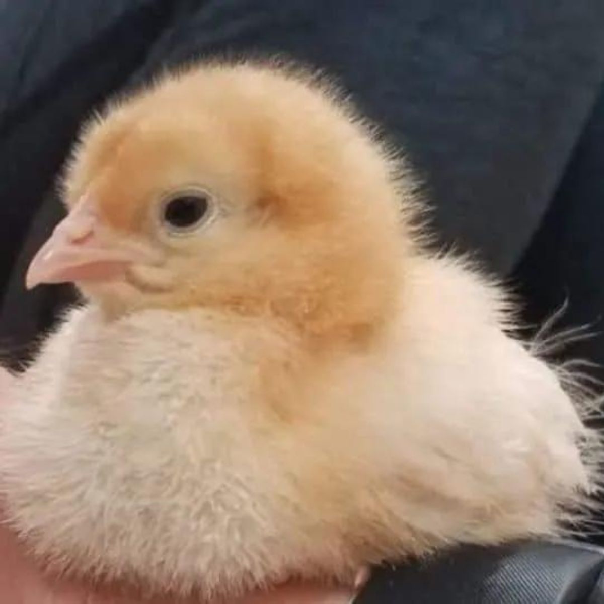 golden comet baby chick.