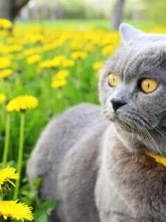 gray cat with intense yellow eyes, in the middle of a dandelions field.
