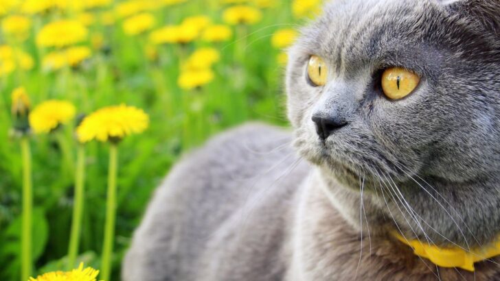 How To Stop Cats From Using My Garden As A Toilet