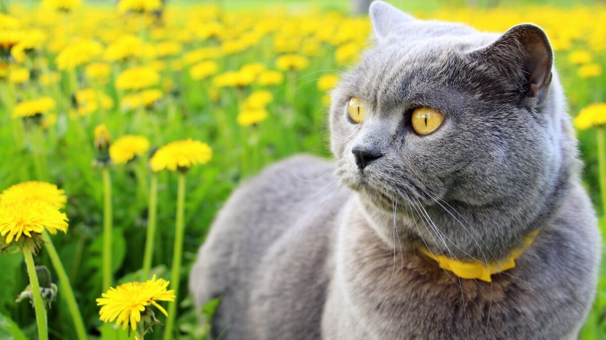 gray cat with intense yellow eyes, in the middle of a dandelions field. 
