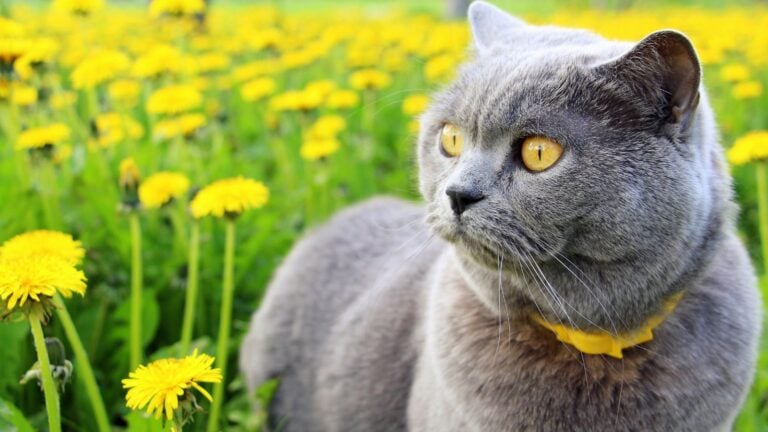 gray cat with intense yellow eyes, in the middle of a dandelions field.