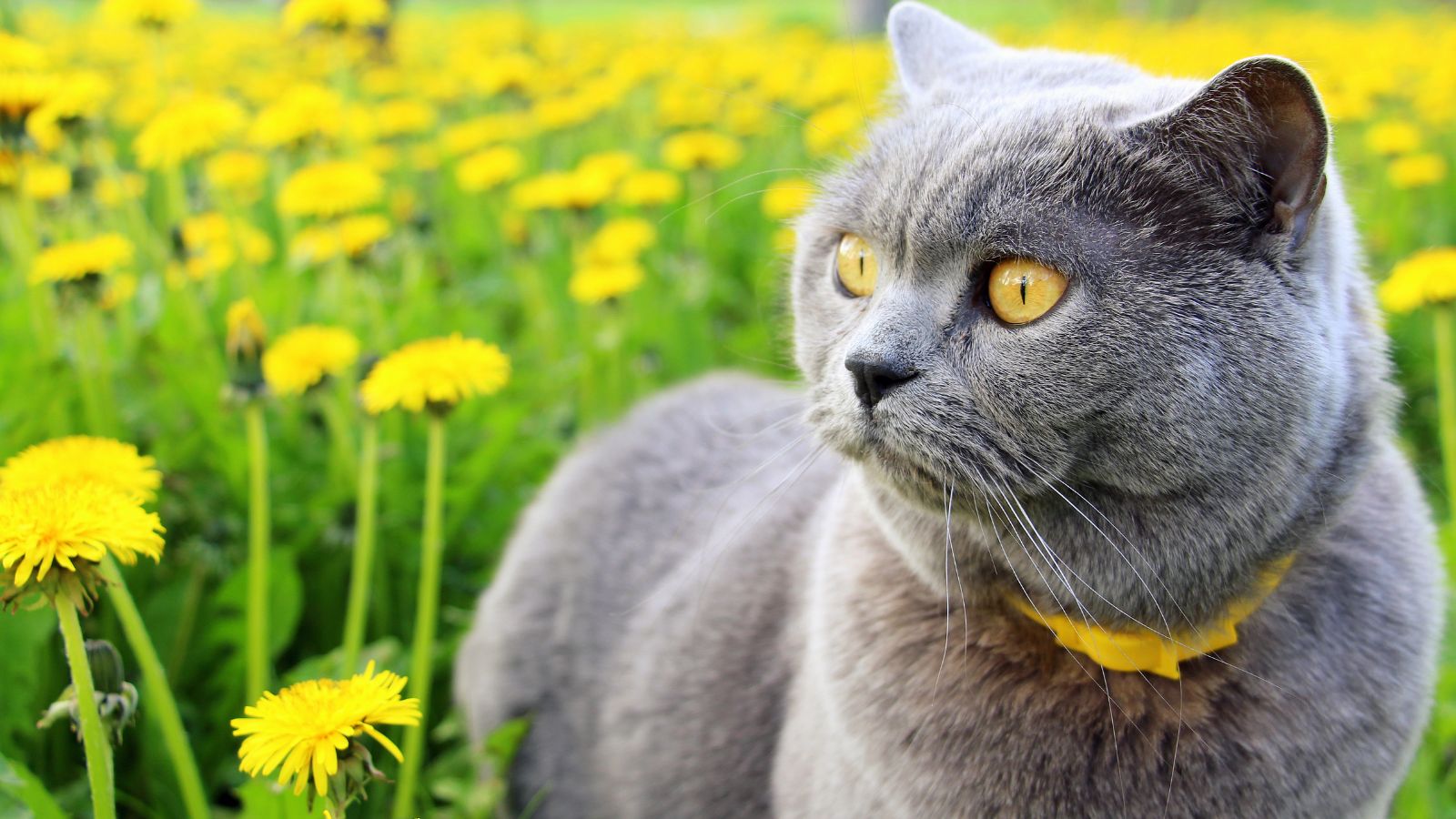 gray cat with intense yellow eyes, in the middle of a dandelions field.