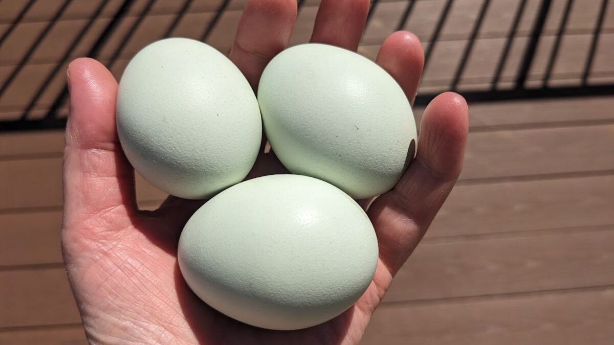 Hand holding three green eggs. 