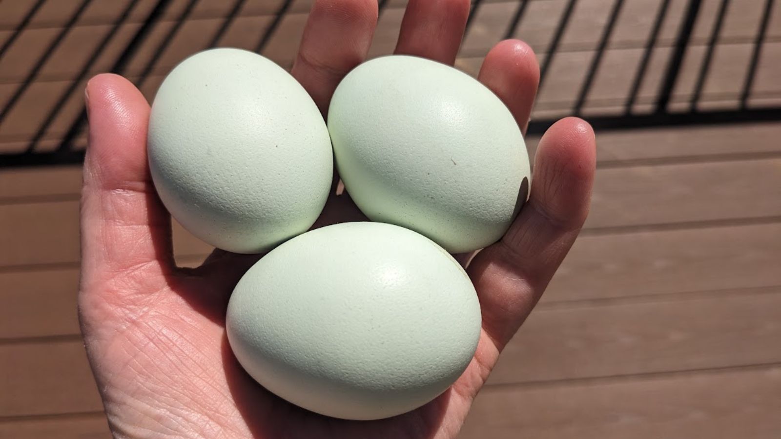 three green eggs in my hand. three green eggs in my hand.