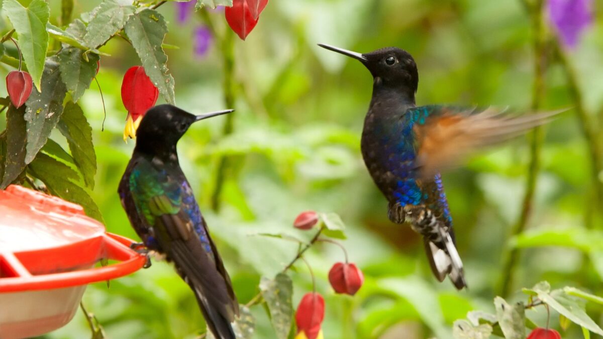 hummingbirds by a red feeder. 