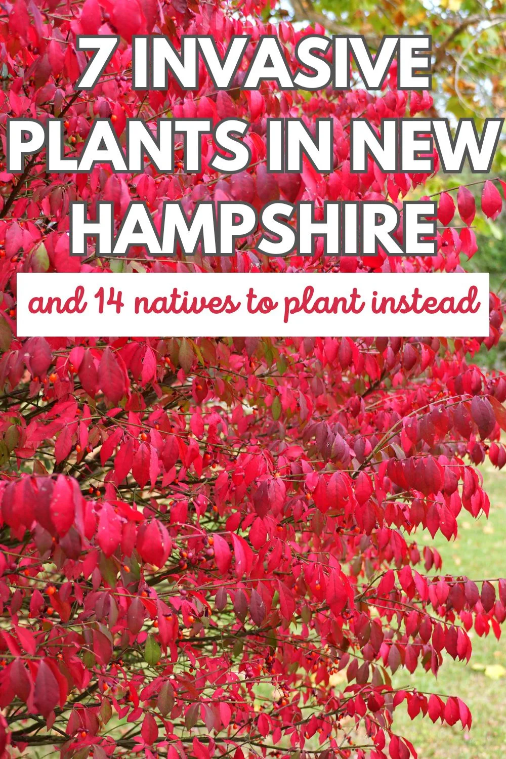 7 Invasive Plants in New Hampshire - And 14 Natives to Plant Instead