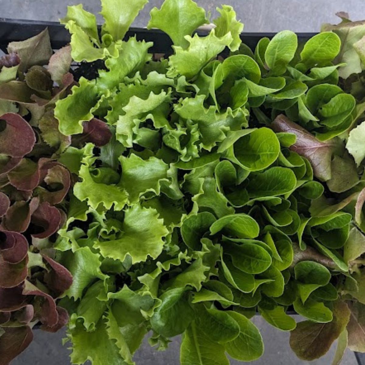 a tray of baby lettuce ready to be planted.